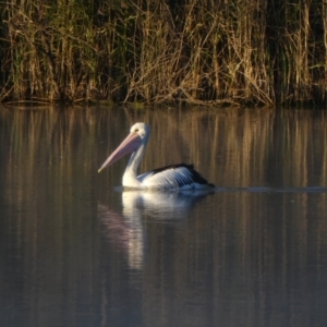 Pelecanus conspicillatus at Overland Corner, SA - 15 Oct 2017