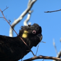 Zanda funerea (Yellow-tailed Black-Cockatoo) at Calwell, ACT - 31 Oct 2017 by MB