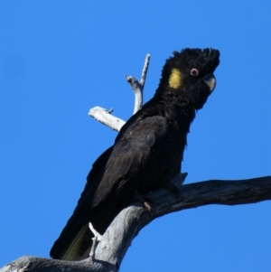 Zanda funerea at Calwell, ACT - 31 Oct 2017