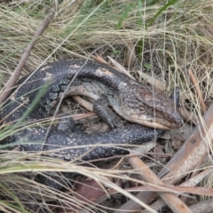 Tiliqua nigrolutea (Blotched Blue-tongue) at Snowy Plain, NSW - 16 Nov 2017 by MB