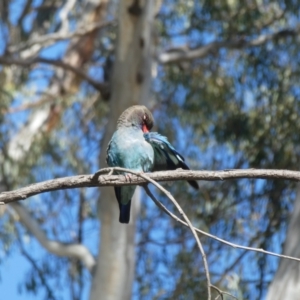 Eurystomus orientalis at Mooroopna North, VIC - 19 Nov 2017