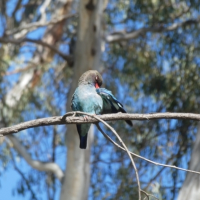 Eurystomus orientalis (Dollarbird) at Mooroopna North, VIC - 18 Nov 2017 by MB