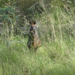 Wallabia bicolor (Swamp Wallaby) at Coomboona, VIC - 19 Nov 2017 by MB