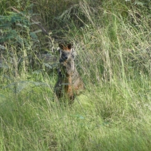 Wallabia bicolor (Swamp Wallaby) at Coomboona, VIC by MB