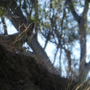 Vulpes vulpes at Bunbartha, VIC - 20 Nov 2017 08:33 AM