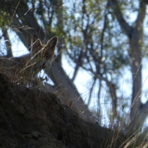 Vulpes vulpes (Red Fox) at Bunbartha, VIC by MB