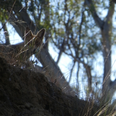 Vulpes vulpes (Red Fox) at Bunbartha, VIC - 20 Nov 2017 by MB