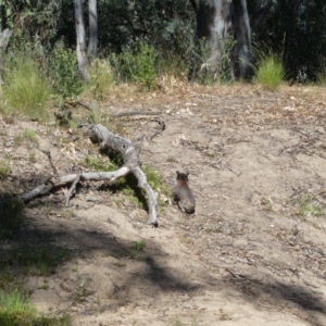 Phascolarctos cinereus at Kaarimba, VIC - 20 Nov 2017 09:04 AM