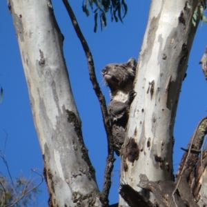 Phascolarctos cinereus at Kaarimba, VIC - 20 Nov 2017