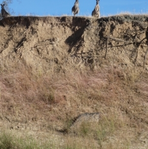 Macropus giganteus at Kaarimba, VIC - 21 Nov 2017 07:58 AM