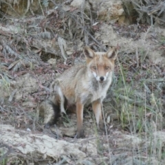 Vulpes vulpes (Red Fox) at Kotupna, VIC - 20 Nov 2017 by MB