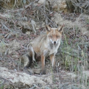 Vulpes vulpes at Kotupna, VIC - 21 Nov 2017