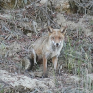 Vulpes vulpes (Red Fox) at Kotupna, VIC by MB