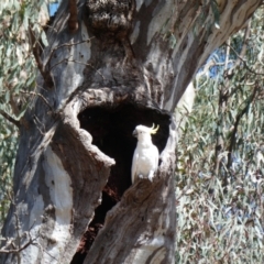 Cacatua galerita (Sulphur-crested Cockatoo) at Saint Germains, VIC - 20 Nov 2017 by MB