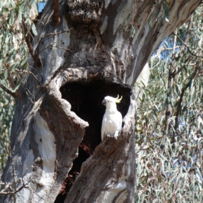 Cacatua galerita (Sulphur-crested Cockatoo) at Saint Germains, VIC - 21 Nov 2017 by MB