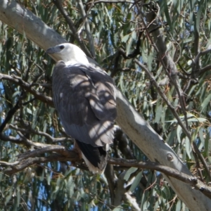 Haliaeetus leucogaster at Kotupna, VIC - 21 Nov 2017