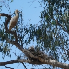 Platalea flavipes (Yellow-billed Spoonbill) at Yambuna, VIC - 21 Nov 2017 by MB