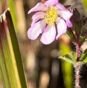 Bauera rubioides at Jervis Bay, JBT - 20 Jul 2024