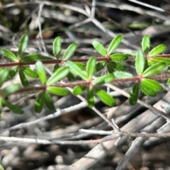 Bauera rubioides at Jervis Bay, JBT - 20 Jul 2024