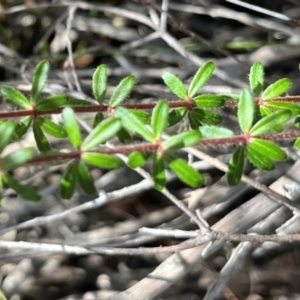 Bauera rubioides at Jervis Bay, JBT - 20 Jul 2024