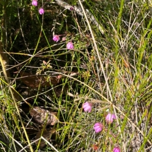 Bauera rubioides at Jervis Bay, JBT - 20 Jul 2024