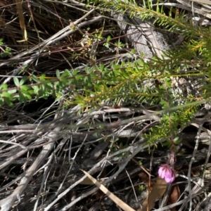 Bauera rubioides at Jervis Bay, JBT - 20 Jul 2024