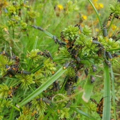 Chauliognathus lugubris (Plague Soldier Beetle) at Kambah, ACT - 18 Mar 2024 by jac