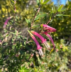 Styphelia tubiflora (Red Five-corners) at Jervis Bay, JBT - 20 Jul 2024 by Clarel