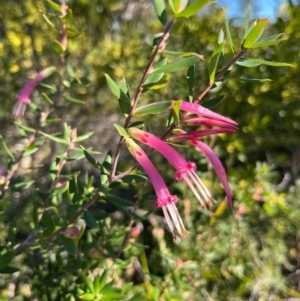 Styphelia tubiflora at Jervis Bay, JBT - 20 Jul 2024