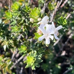 Westringia fruticosa (Native Rosemary) at Jervis Bay, JBT - 20 Jul 2024 by Clarel