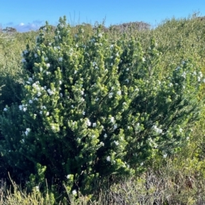 Westringia fruticosa at Jervis Bay, JBT - 20 Jul 2024