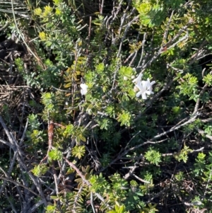 Westringia fruticosa at Jervis Bay, JBT - 20 Jul 2024