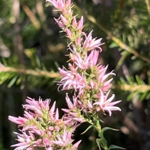 Sprengelia incarnata at Jervis Bay, JBT - suppressed