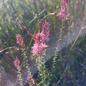 Sprengelia incarnata at Jervis Bay, JBT - suppressed