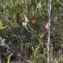 Sprengelia incarnata at Jervis Bay, JBT - suppressed