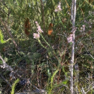 Sprengelia incarnata at Jervis Bay, JBT - 20 Jul 2024