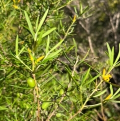 Persoonia mollis (Soft Geebung) at Jervis Bay, JBT - 20 Jul 2024 by Clarel