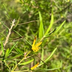 Persoonia mollis at Jervis Bay, JBT - 20 Jul 2024 10:17 AM