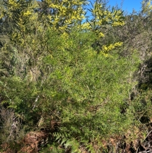 Persoonia mollis at Jervis Bay, JBT - 20 Jul 2024 10:17 AM