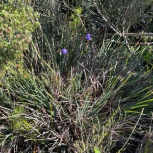 Patersonia glabrata at Jervis Bay, JBT - 20 Jul 2024