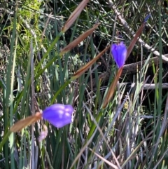 Patersonia glabrata at Jervis Bay, JBT - 20 Jul 2024