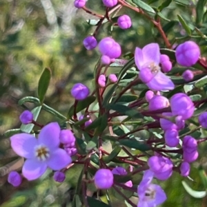 Boronia pinnata at Jervis Bay, JBT - 20 Jul 2024