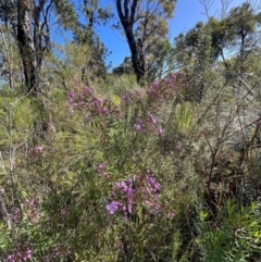 Boronia pinnata at Jervis Bay, JBT - 20 Jul 2024