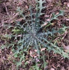 Cirsium vulgare (Spear Thistle) at Watson, ACT - 18 Jul 2024 by waltraud