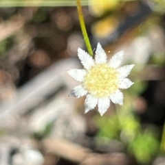 Actinotus minor (Lesser Flannel Flower) at Jervis Bay, JBT - 20 Jul 2024 by Clarel