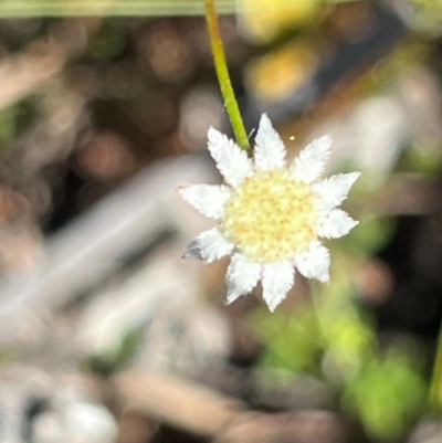 Actinotus minor (Lesser Flannel Flower) at Jervis Bay, JBT - 20 Jul 2024 by Clarel