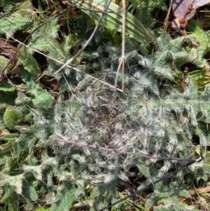 Cirsium vulgare at Watson, ACT - 18 Jul 2024