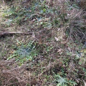 Cirsium vulgare at Watson, ACT - 18 Jul 2024