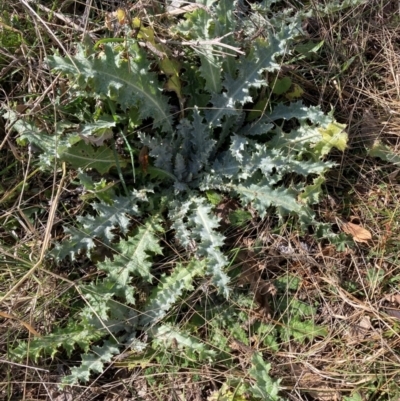 Onopordum acanthium (Scotch Thistle) at Watson, ACT - 18 Jul 2024 by waltraud