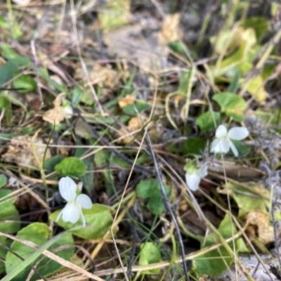 Viola odorata (Sweet Violet, Common Violet) at Watson, ACT - 18 Jul 2024 by waltraud